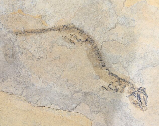 Permian Branchiosaur (Amphibian) Fossil - Germany #50846